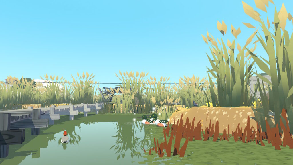 Ducks swimming around a swampy boardwalk with long reeds