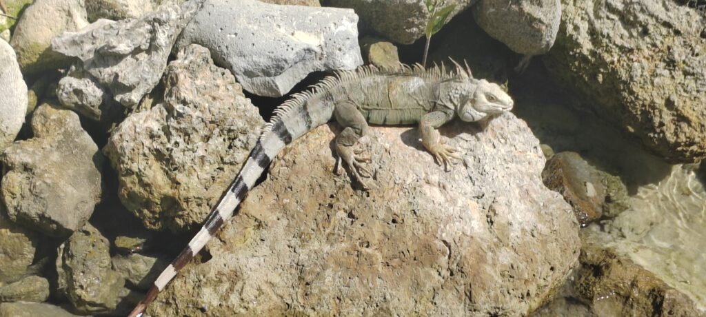 a lizard on some rocks