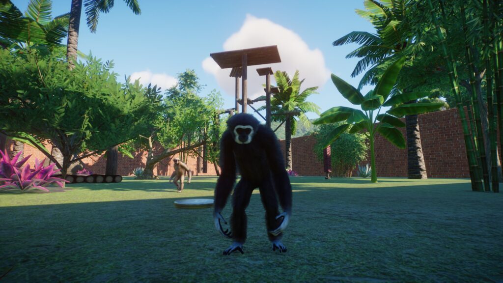 Two gibbons wander around their enclosure.