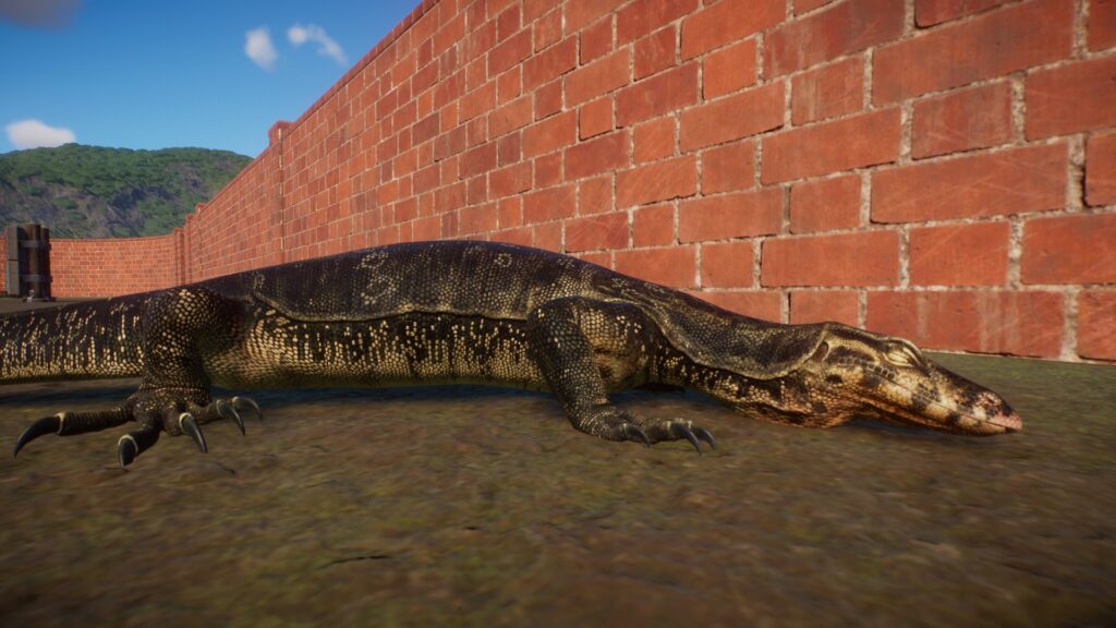 An Asian Water Monitor sleeps on the floor of its enclosure