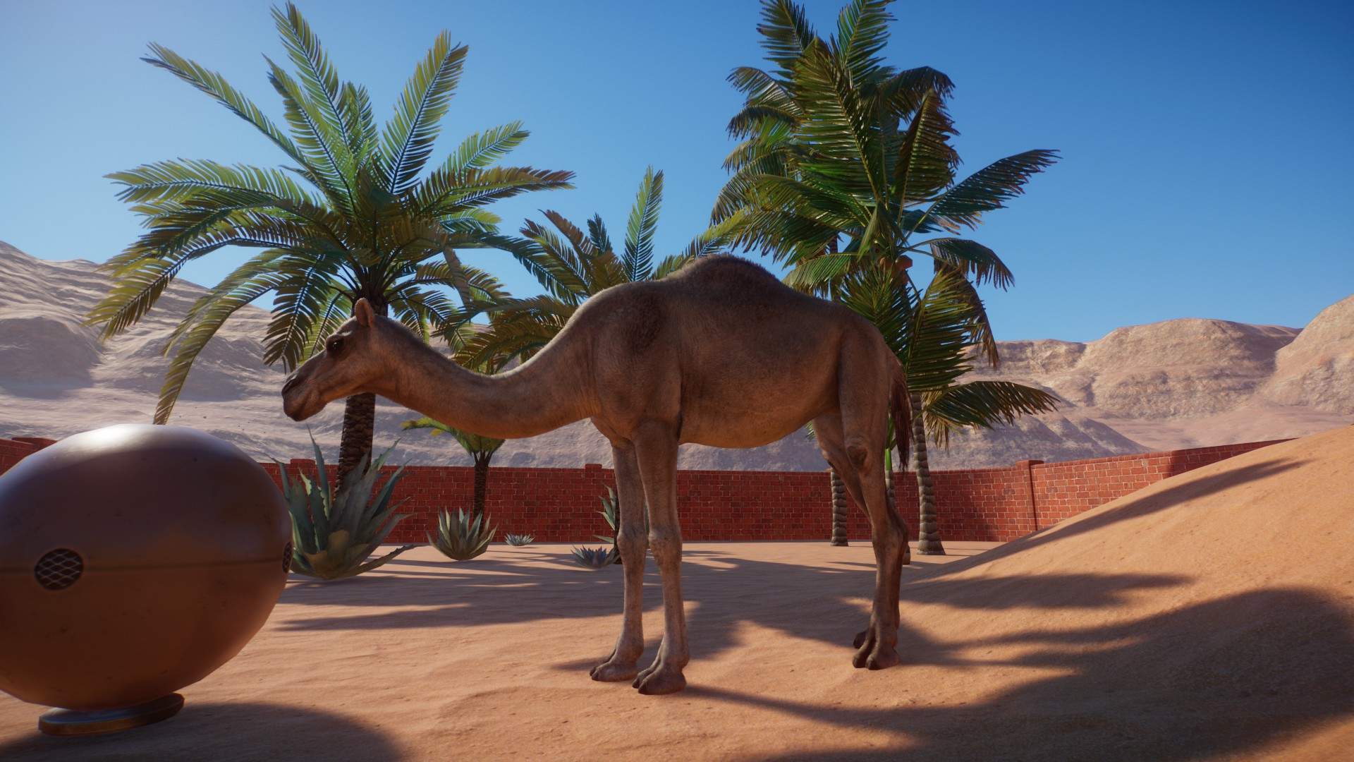 A dromedary camel plays with a large ball