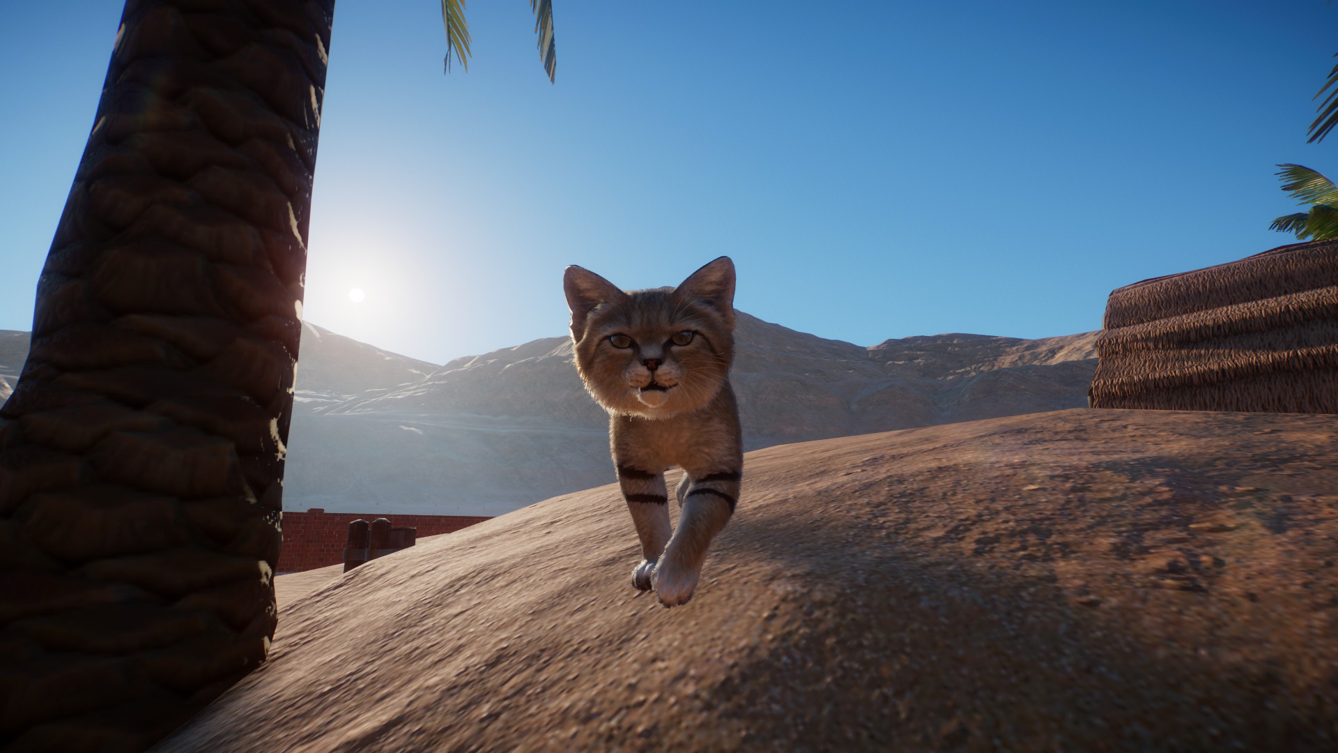 A sand cat walking over a hill with the desert sun behind