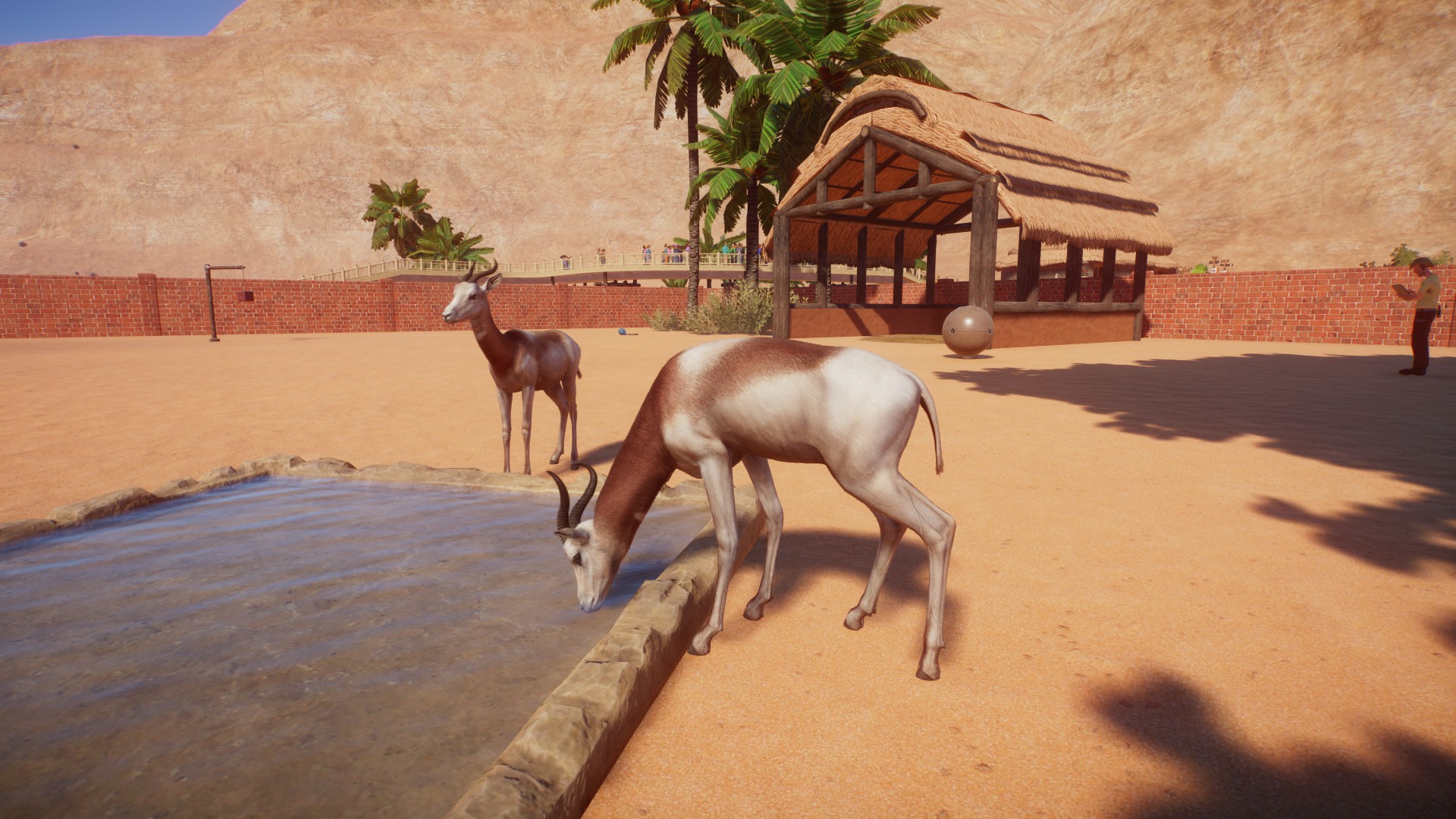 A dama gazelle sips from a water trough.