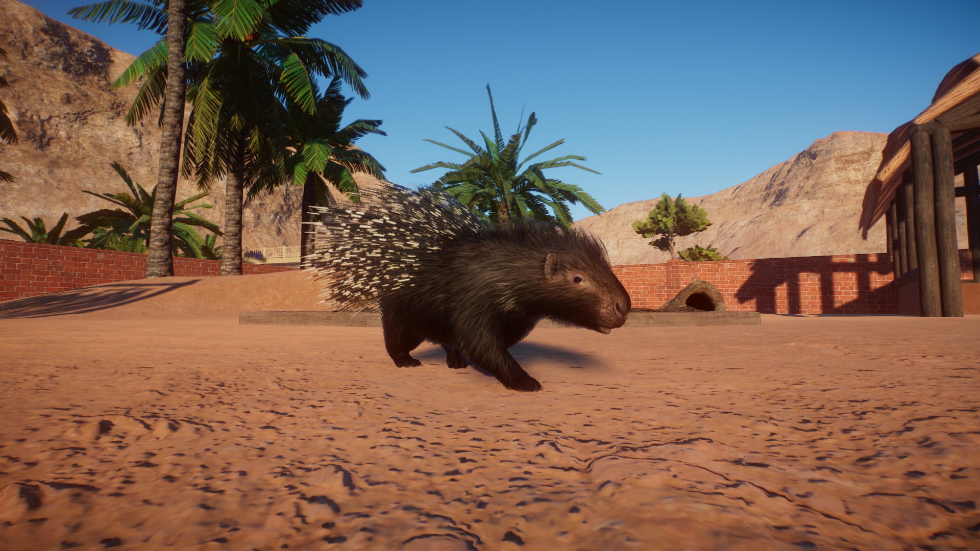 An African crested porcupine in its enclosure.