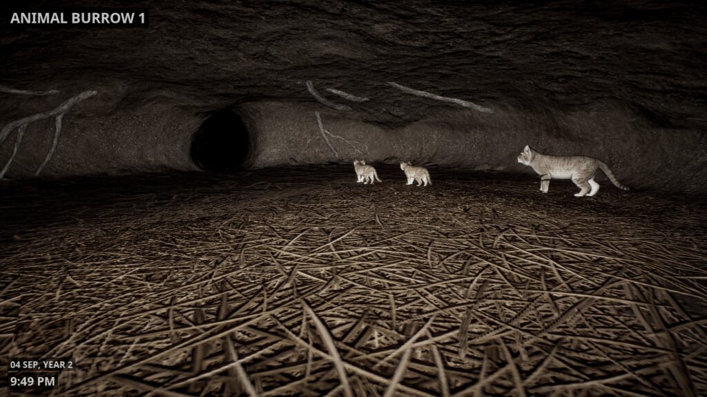 A view of a night vision camera in a burrow, showing a sand cat and two kittens.