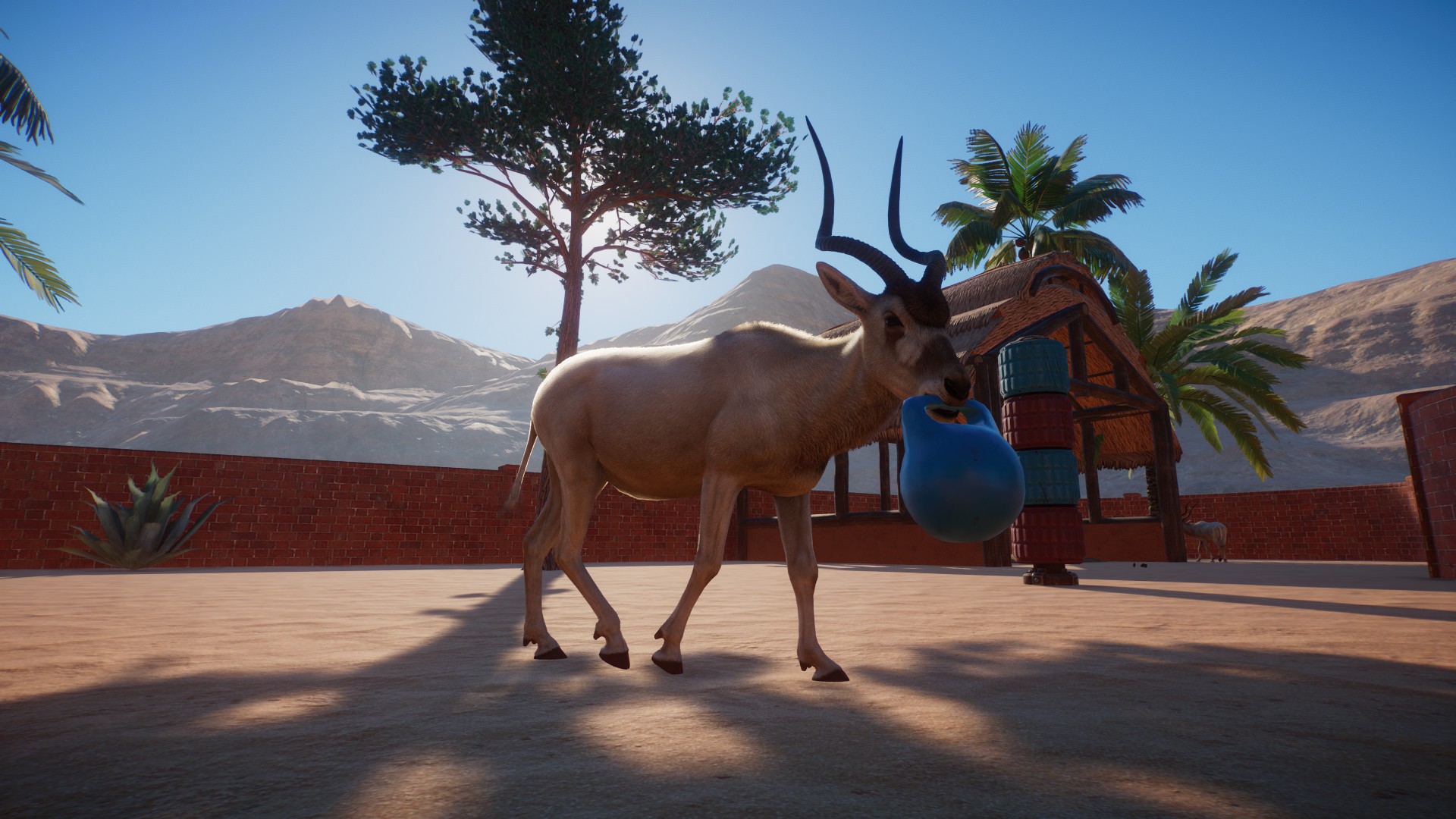 An addax carries a blue enrichment item across their enclosure.