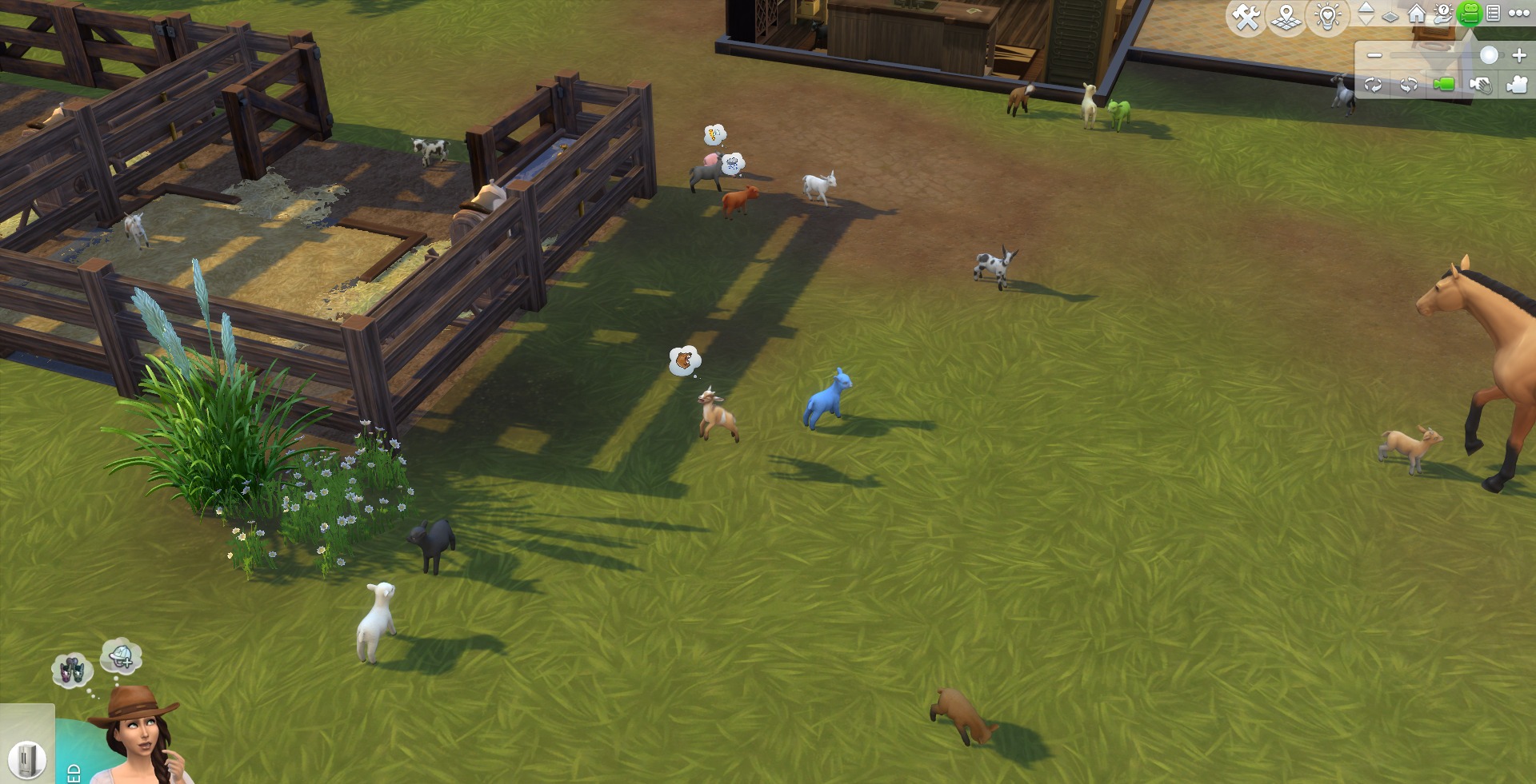 Mini sheep and goats on a ranch