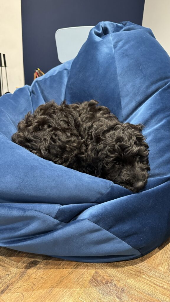 A photograph of a black cockerpoo dog curled up on the beanbag (midnight blue colour). The dog is looking towards the camera.